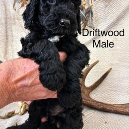 Driftwood - Black male Poodle puppy in Woodleaf, North Carolina from Circle T Ranch K9s