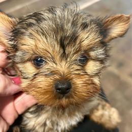 Maverick( click on pic) - Chocolate and tan male Yorkshire Terrier puppy in Kingston, Oklahoma from Lake Life