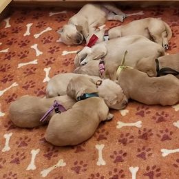 Golden Retriever Puppies from Big Bend Goldens