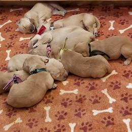 Golden Retriever Puppies from Big Bend Goldens