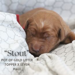 Stout - Dark golden Golden Retriever puppy in Fond Du Lac, Wisconsin from Trenlock Kennels & Retrievers