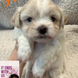 Shichon puppies from Mad Hatter Farm