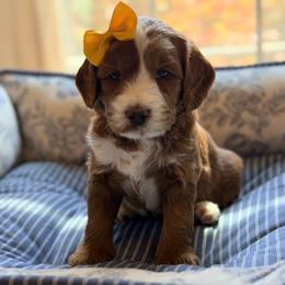 Summer - Red female Australian Labradoodle puppy in Summerfield, North Carolina from Four Oaks Labradoodles
