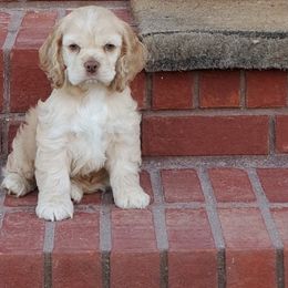 Cocker Spaniel Puppies from Gates Cocker Spaniels