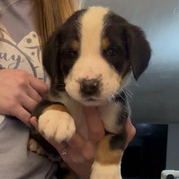 Green Boy - Black, white and red male Greater Swiss Mountain Dog puppy in Lower Burrell, Pennsylvania from Polyanna’s GSMD
