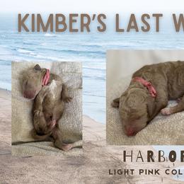 Harbor - Apricot female Goldendoodle puppy in Inez, Texas from Heavenly H Doodles