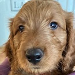 Dolly - Goldendoodle puppy from Coppers Mountain Goldendoodles