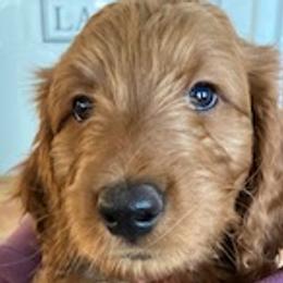 Dolly - Goldendoodle puppy from Coppers Mountain Goldendoodles