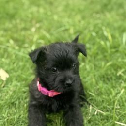 Marg - Brindle female Cairn Terrier puppy in Lipan, Texas from Flyin G Cairns