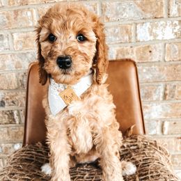 Goldendoodle Puppies from The Doting Doodle