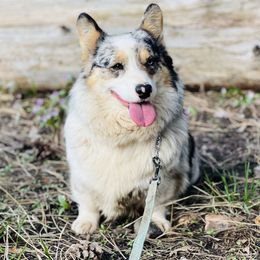 Pearl - American Corgi