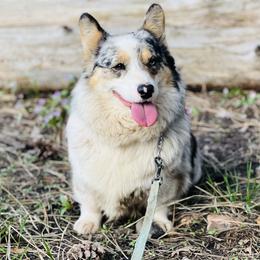 Pearl - American Corgi