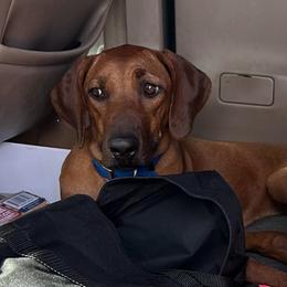 Star - Rd whtn blk nose female Rhodesian Ridgeback puppy in Ocala, Florida from DogWood Kennels