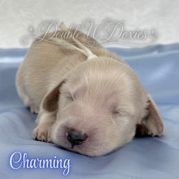 Charming - Cream male Dachshund puppy in Alto, Texas from Double W Doxies
