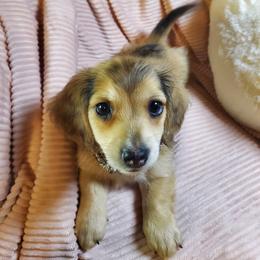 Chevie - Cream female Dachshund puppy in Mountain Grove, Missouri from Callaway Country Dachshunds