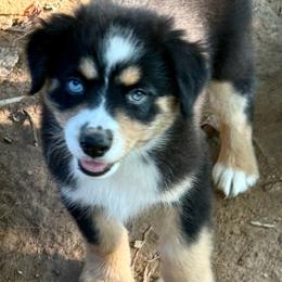 Maeve - Black tri female Miniature Australian Shepherd puppy in Patterson, North Carolina from DreamLine Aussies