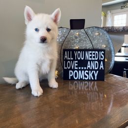 Pomsky Puppies from Goodness Gracious Pomskies