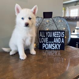 Pomsky Puppies from Goodness Gracious Pomskies
