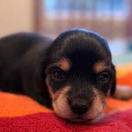 Luna - Black and cream female Dachshund puppy in Salem, Oregon from Longdox Mini Dachshunds