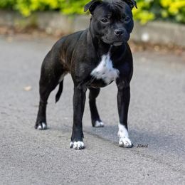 Mity - Staffordshire Bull Terrier