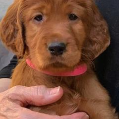 Irish Setters from Wicklow Irish Setters