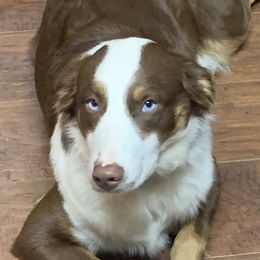 Lucy - Australian Shepherd
