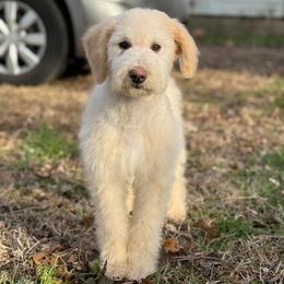 Banana cream - White male Sheepadoodle puppy in Greeneville, Tennessee from Smokey Mountain Sheepadoodles