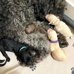 Goldendoodle and Poodle Puppies from SnickerDoodlePups