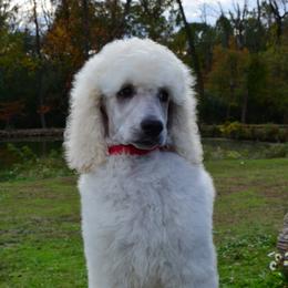 Poodle Puppies from D and D Standard Poodles
