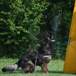 German Shepherd puppies from Haus M Godwin