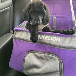 Poodle All Grown Up from TGT Fancy Pants Poodles