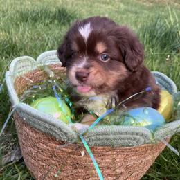 Miniature American Shepherd and Toy Australian Shepherd Puppies from Riverstone Aussies