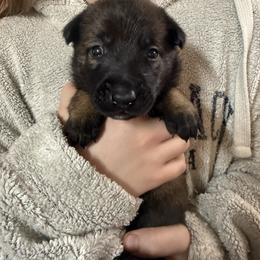 Yellow - Fawn sable male Belgian Malinois puppy in Boise, Idaho from Wings of Freedom Retrievers and Malinois