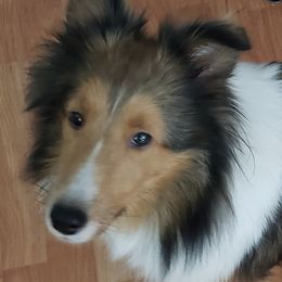 Rosie - Shetland Sheepdog