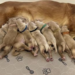 Golden Retriever puppies from Golden Gems