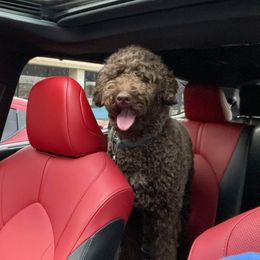Nash  - Poodle