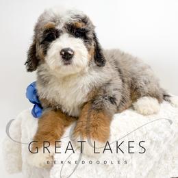 Gift - Blue merle male Bernedoodle puppy in Baroda, Michigan from Great Lakes Bernedoodles
