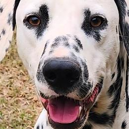 Dalmatians from Texas Legacy Dalmatians