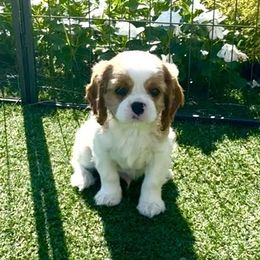 Divine's American Revolution - Blenheim male Cavalier King Charles Spaniel puppy in Mt. Ulla, North Carolina from Divine Cavaliers