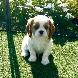 Divine's American Revolution - Blenheim male Cavalier King Charles Spaniel puppy in Mt. Ulla, North Carolina from Divine Cavaliers