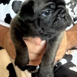 Green collar - Silver female Pug puppy in Deer Park, Texas from Butler Pugs and Frenchies