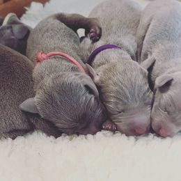 Weimaraner Puppies from SilverRush Weimaraners