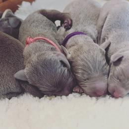 Weimaraner Puppies from SilverRush Weimaraners