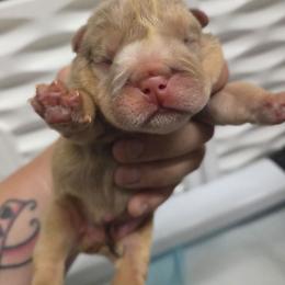 Boy 1 - Chocolate tri-color male Bulldog puppy in Lewisberry, Pennsylvania from Salted Rim Corgis
