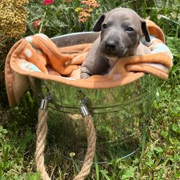 Violet - Seal female Italian Greyhound puppy in West Plains, Missouri from Sycamore Ridge Puppies