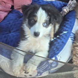 Cupcake - Black tri female Miniature American Shepherd puppy in Ellensburg, Washington from Wiggle Rump Ranch
