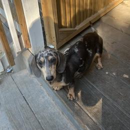 Bluey - Dachshund