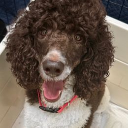 GG - Poodle
