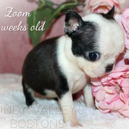 Boy 8-Zoom - Black and white male Boston Terrier puppy in North Central, Vermont from Windy Valley’s Bostons