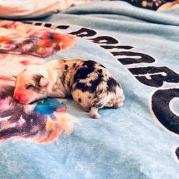 Romeo - Blue merle male Australian Shepherd puppy in Williston, Florida from Over The Rainbow Aussies